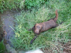 Chocola at the stream