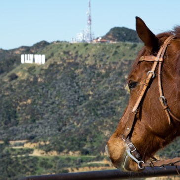 A horse overlooking the Hollywood sign