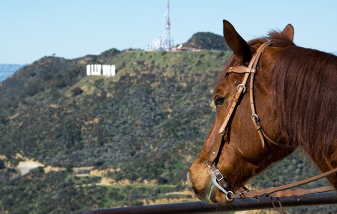 A horse overlooking the Hollywood sign
