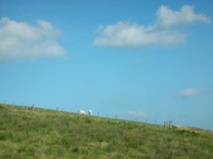 White horses in the Pyrenees