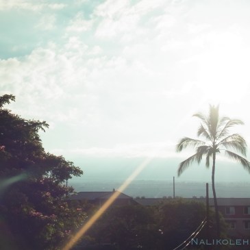 大きなオヒアレフアの木