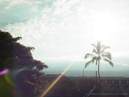 Ohi'a lehua ~Healing Readings with Nalikolehua