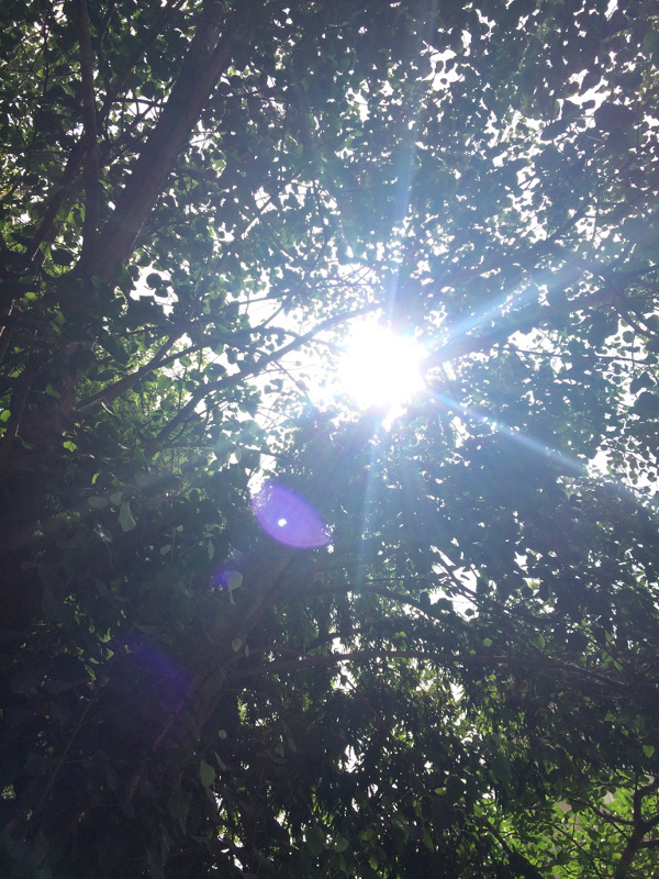 Sunlight through leaves