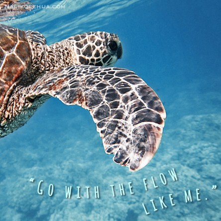 Go with the flow like sea turtles!