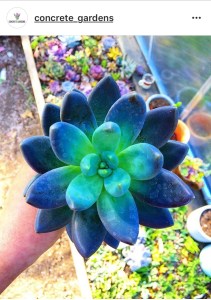 多肉植物にみる、神聖幾何学模様