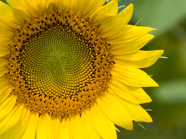Sacred Geometry in Sunflower